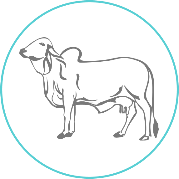cattle breeds  Milch breeds or Dairy breeds Dual purpose breeds  Draught breeds